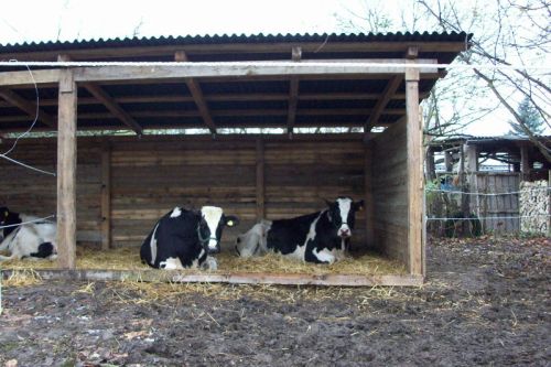 Die Kühe im Unterstand_26.11.2008